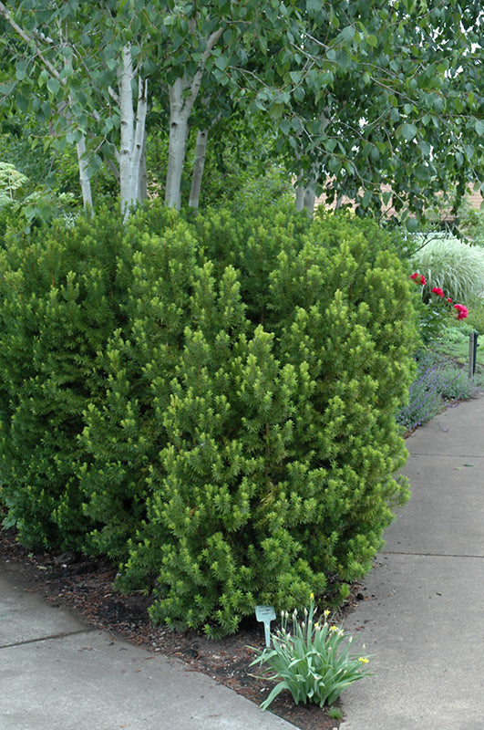 Hicks-Yew