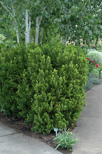 Hicks-Yew