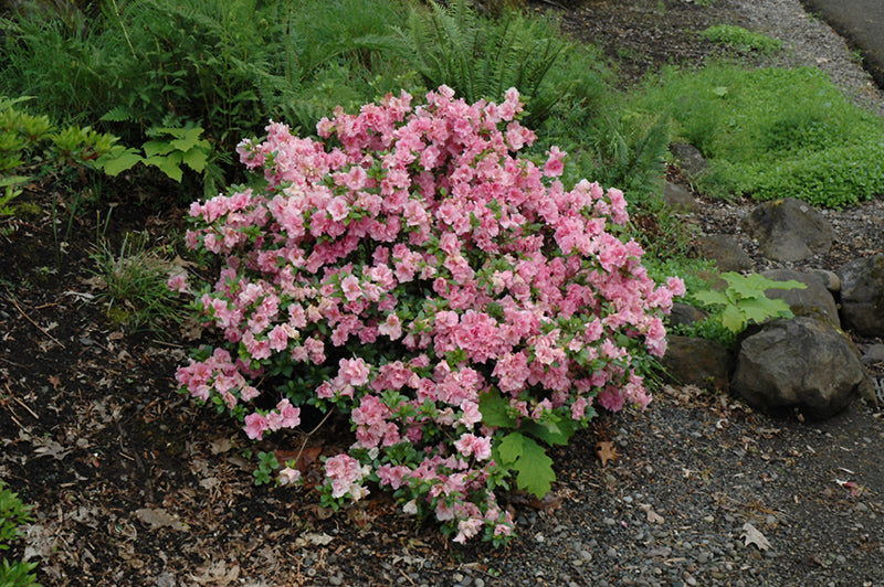 Gumpo Pink Azalea