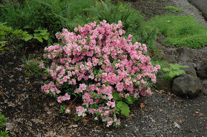 Gumpo Pink Azalea