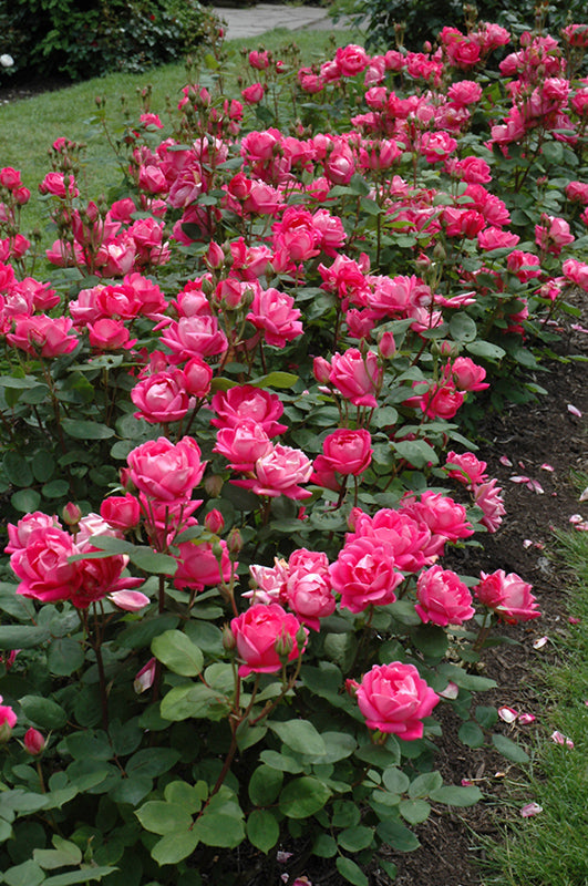 Double Knock Out® Rose