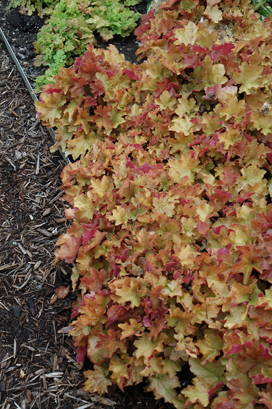 Caramel Coral Bells (Heuchera)