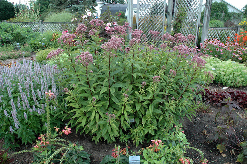 Baby Joe Dwarf Joe Pye Weed (#1)