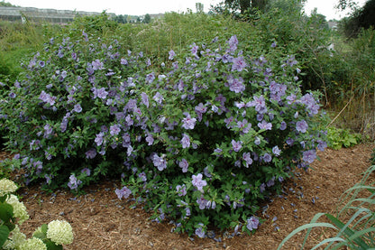 Blue Chiffon® Rose of Sharon