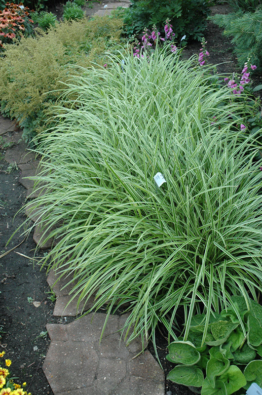 Ice-Dance-Sedge
