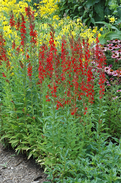 Cardinal Flower (#1)