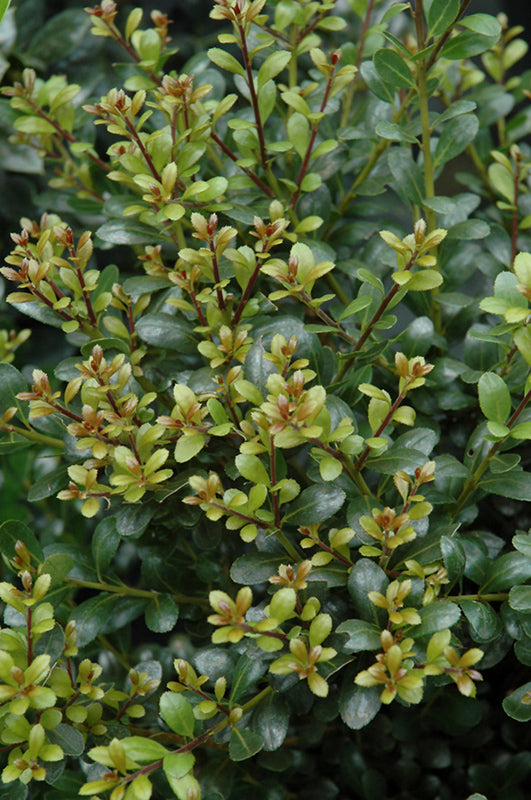 Compact-Inkberry-Holly
