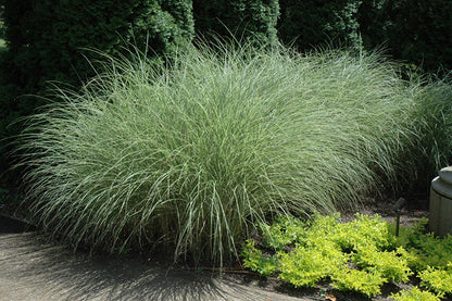 Morning Light Maiden Grass