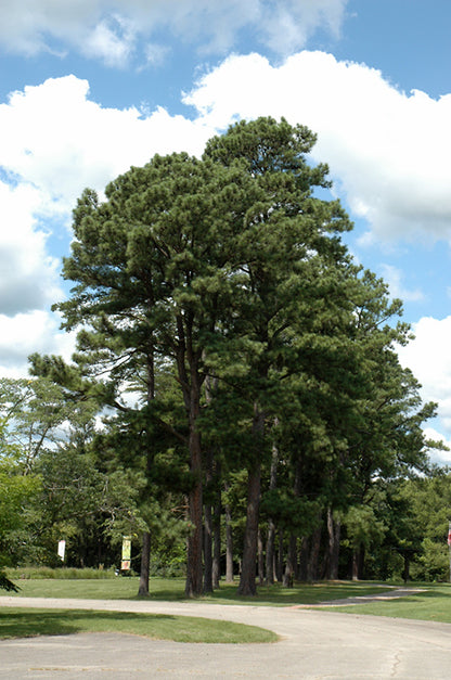 Austrian-Pine