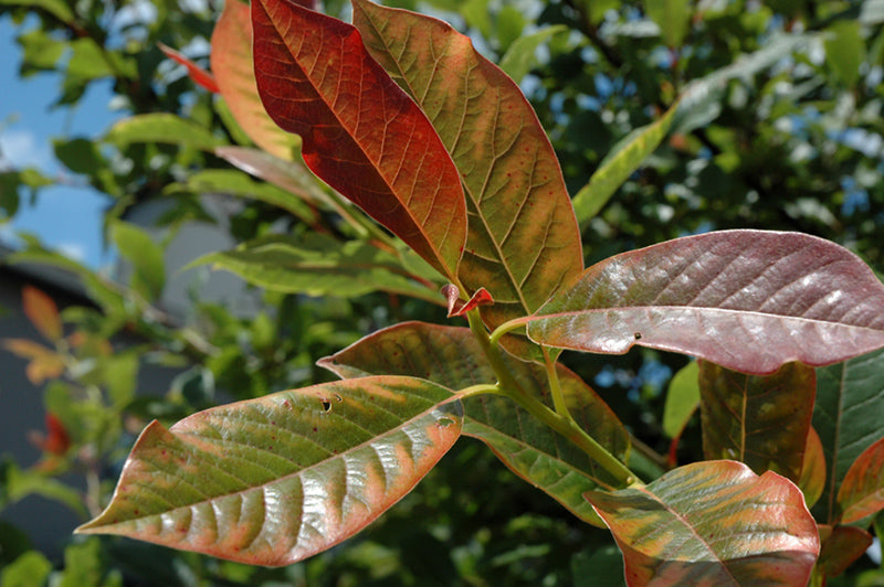 Afterburner Black Gum