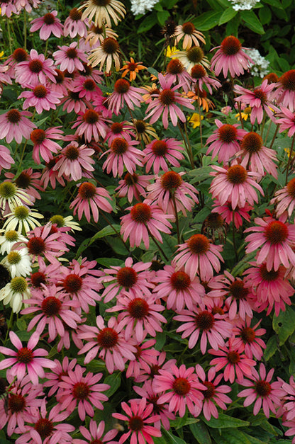 Cheyenne Spirit Coneflower