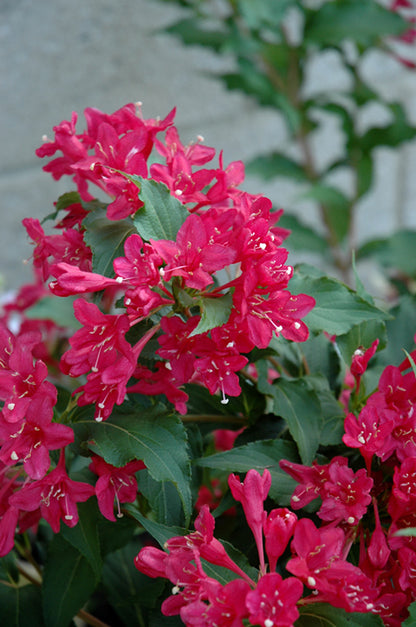 Sonic-Bloom®-Red-Reblooming-Weigela