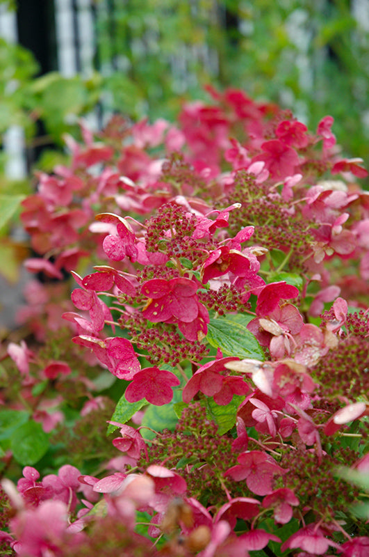 Little-Quick-Fire®-Hydrangea-(tree-form)