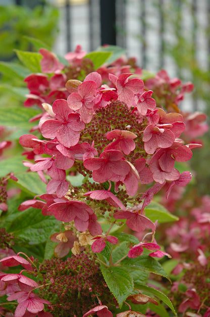 Quick Fire® Hydrangea