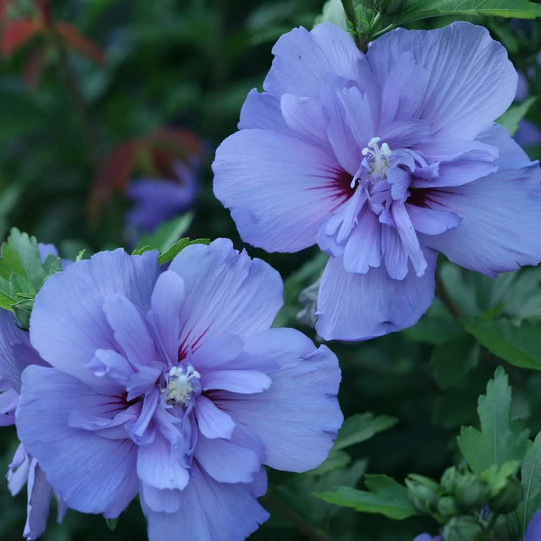 Blue Chiffon Rose of Sharon bloom