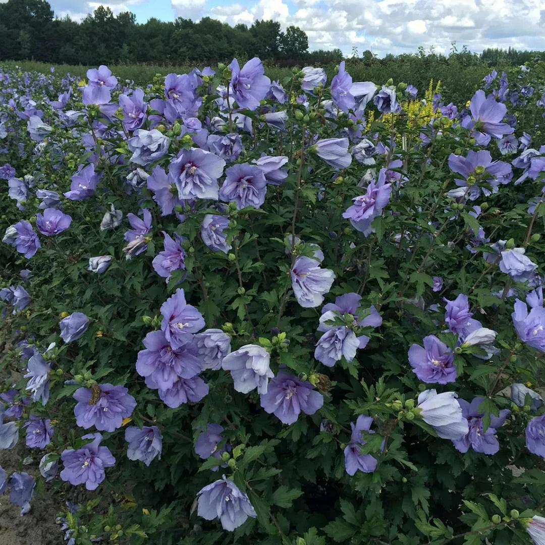 Blue Chiffon Rose of Sharon flowers