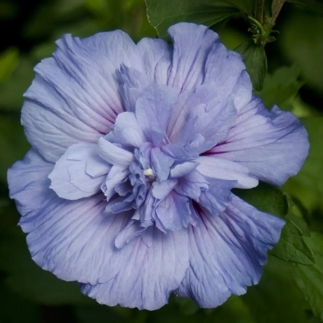 Blue Chiffon Rose of Sharon close-up
