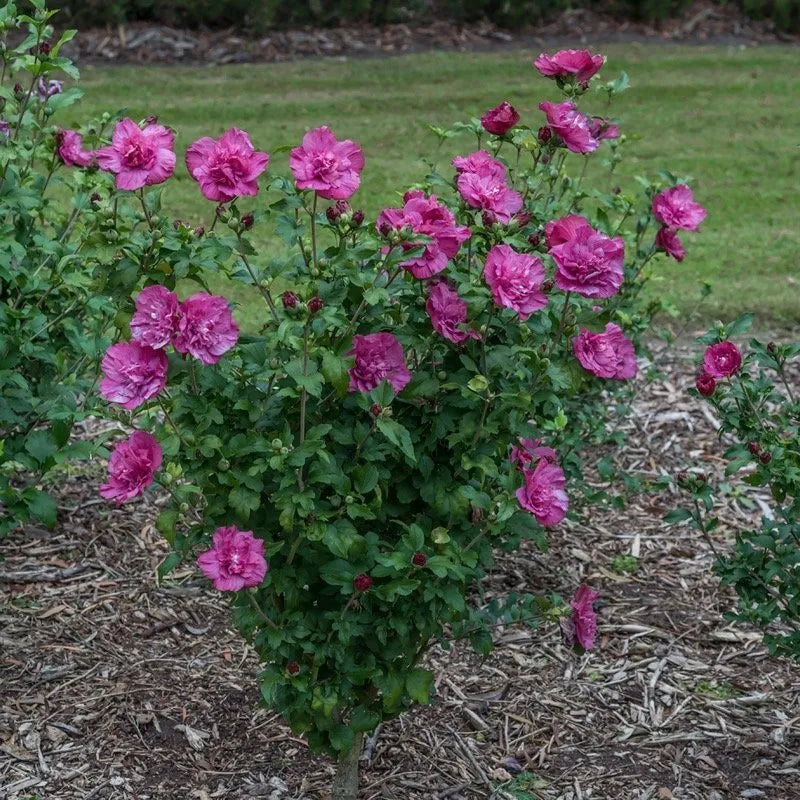 Magenta Chiffon Rose of Sharon bloom