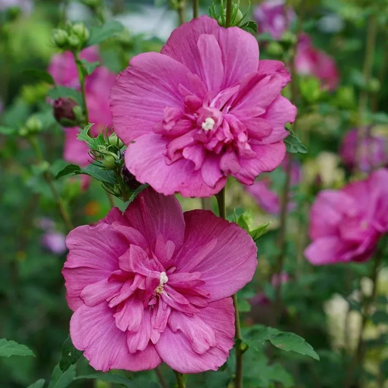 Magenta Chiffon Rose of Sharon flowers