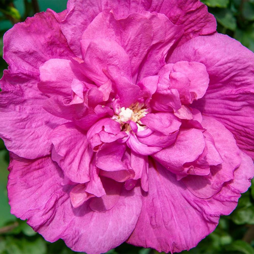 Magenta Chiffon Rose of Sharon close-up