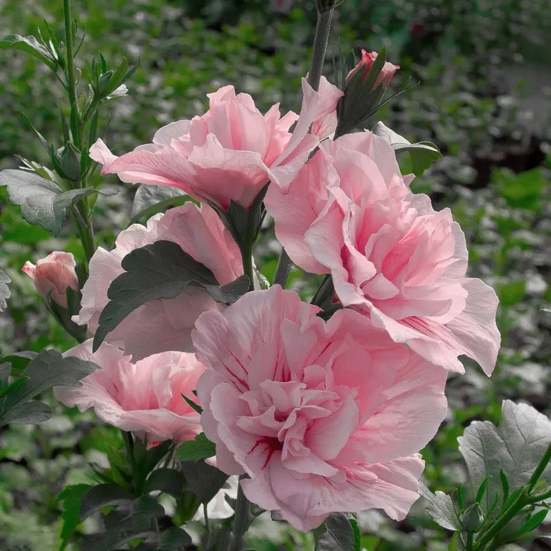 Pink Chiffon Rose of Sharon bloom