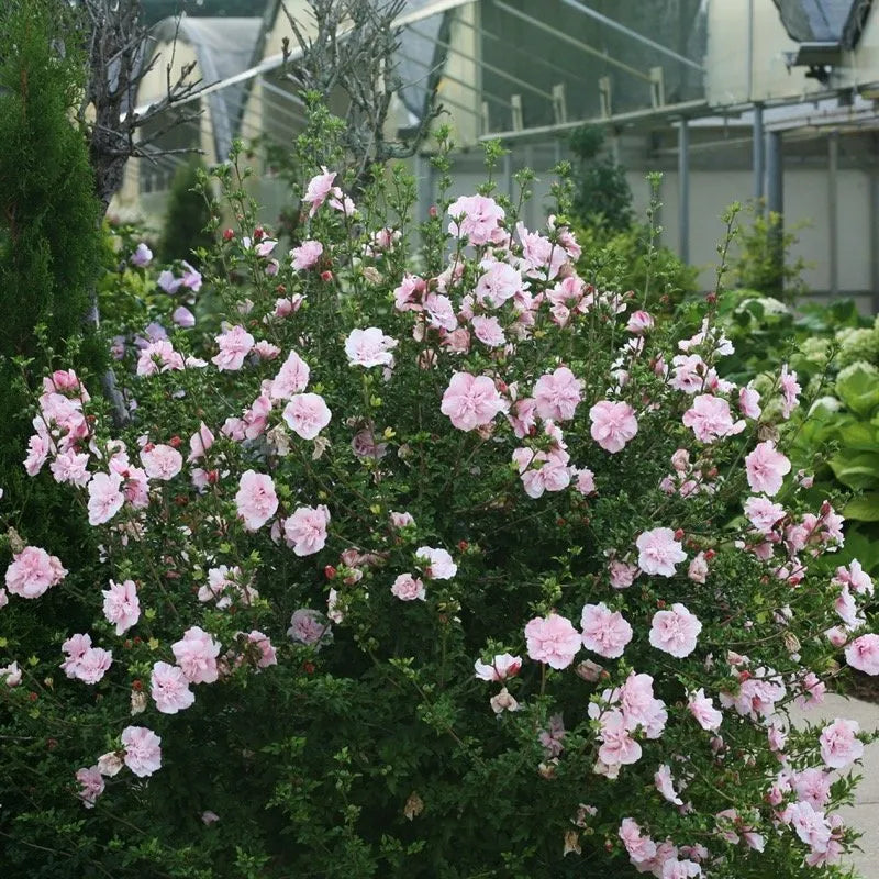 Pink Chiffon Rose of Sharon flowers