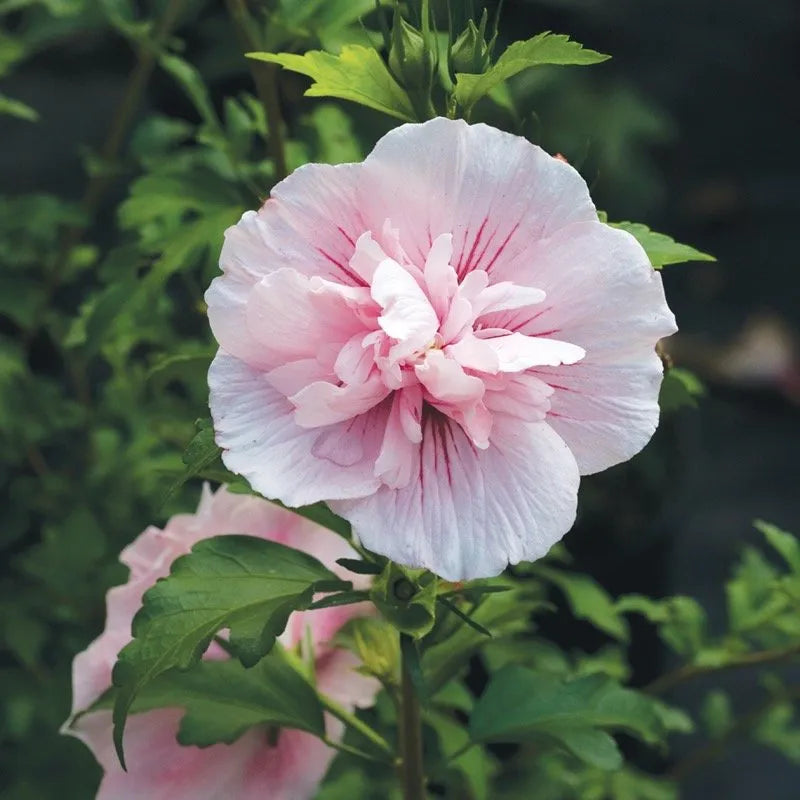 Pink Chiffon Rose of Sharon close-up