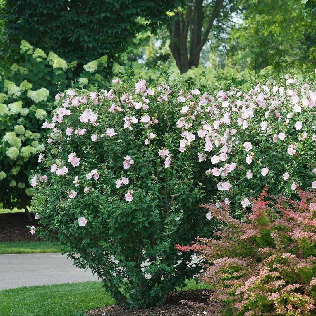 Pink Chiffon Rose of Sharon in the landscape