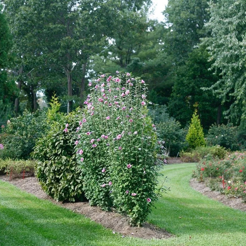 Purple Pillar Rose of Sharon purple blooms