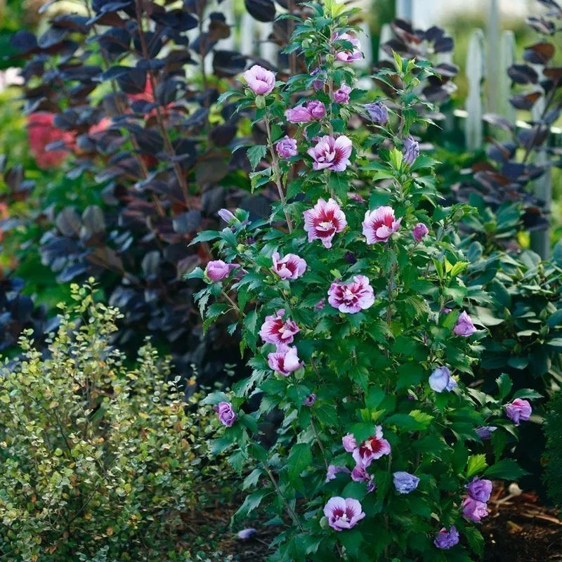 Purple Pillar Rose of Sharon in the landscape