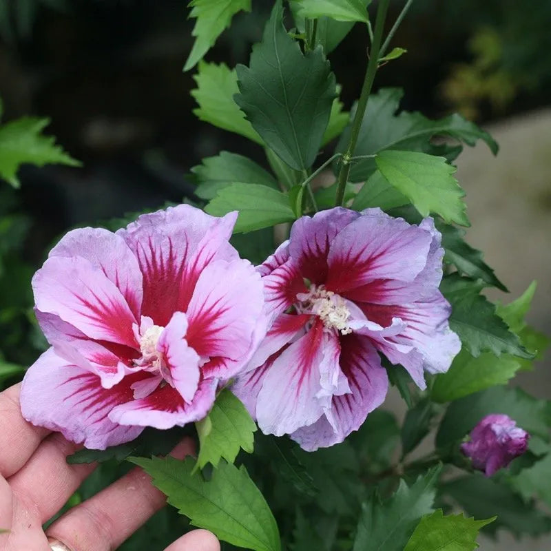 Purple Pillar Rose of Sharon columnar form