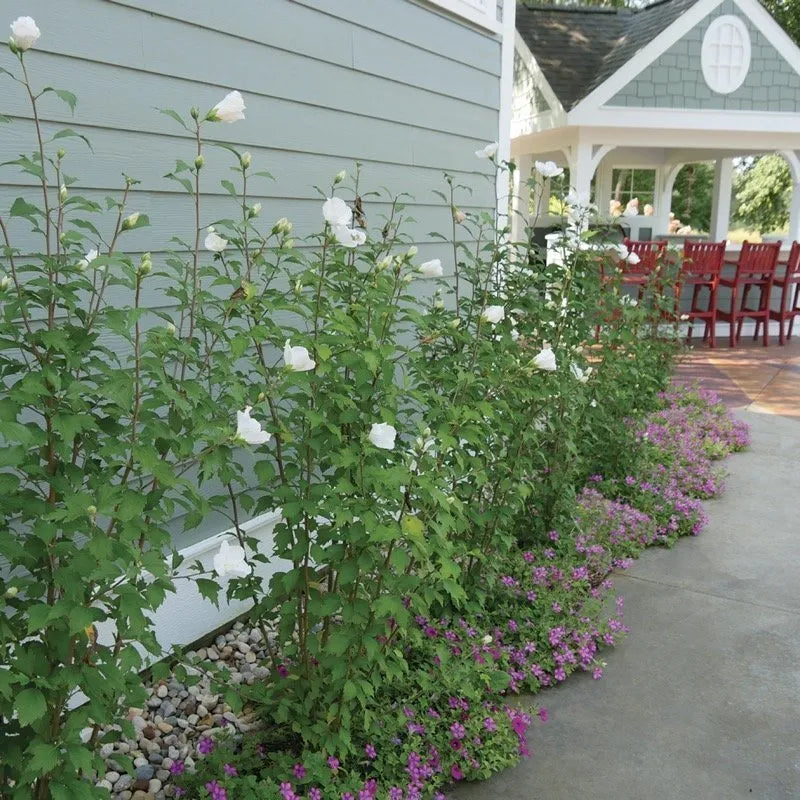 White Pillar Rose of Sharon columnar form