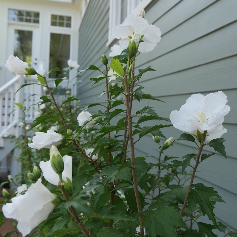 White Pillar Rose of Sharon white blooms