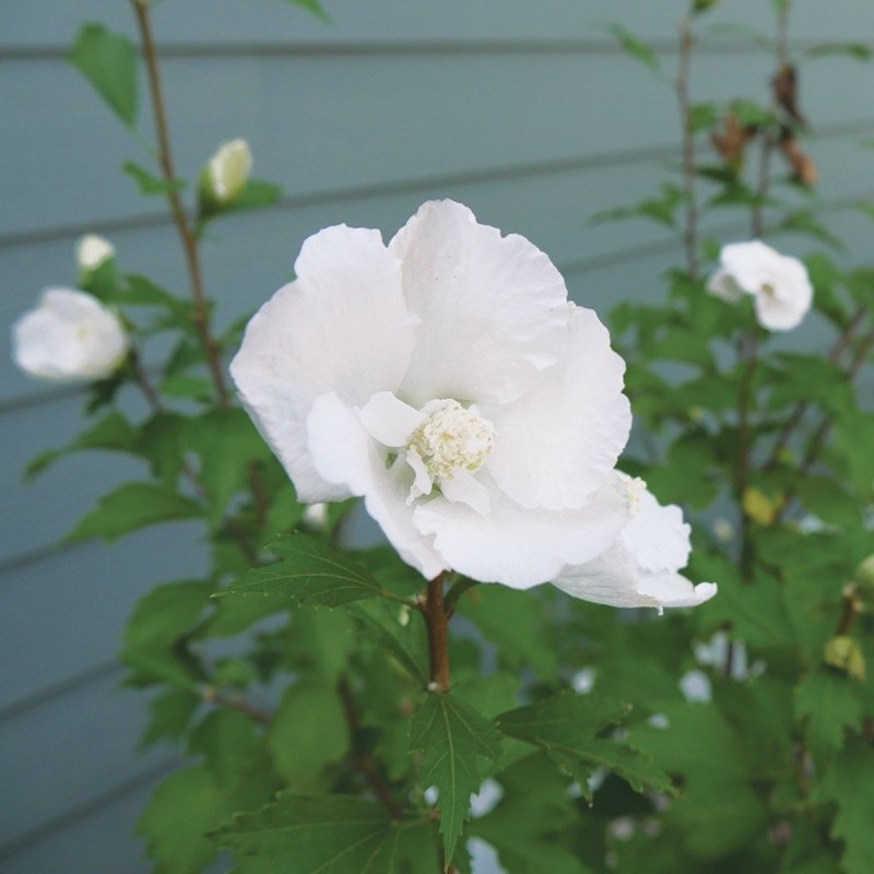 White Pillar Rose of Sharon in the landscape