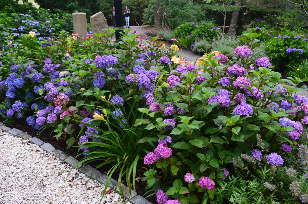 BloomStruck Hydrangea