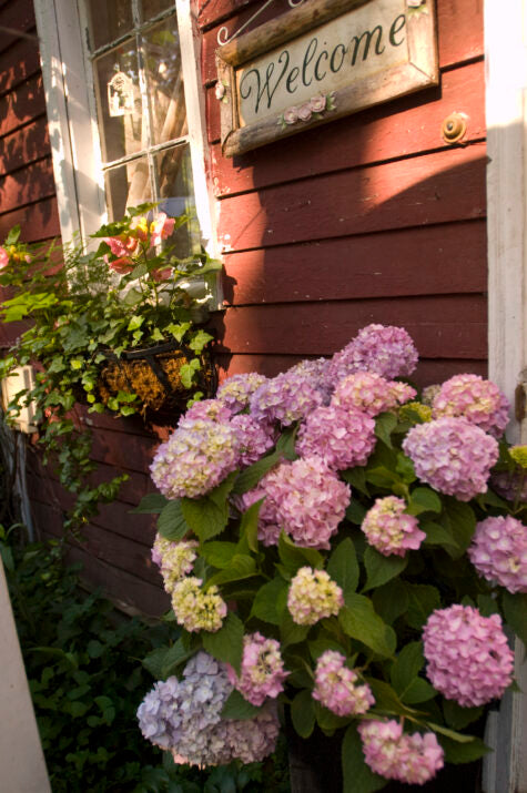 Endless Summer The Original Hydrangea