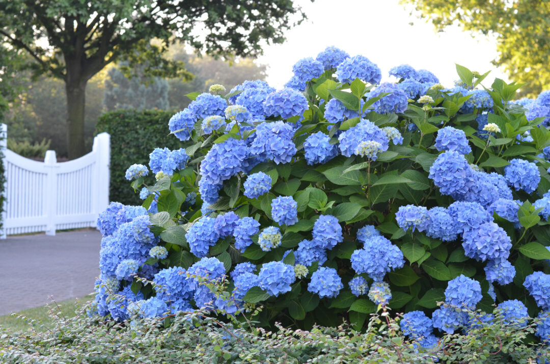 Endless Summer The Original Hydrangea