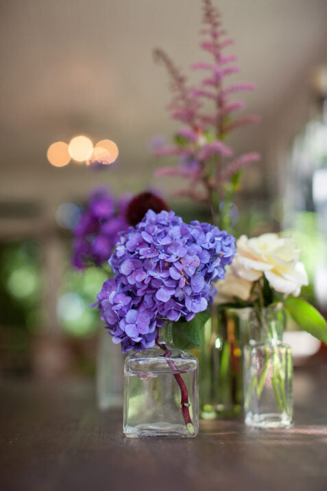 BloomStruck Hydrangea
