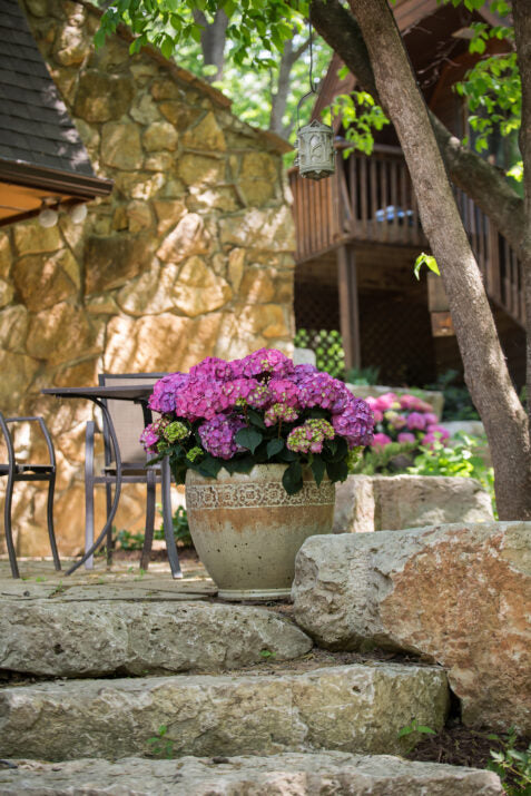 Summer Crush Hydrangea