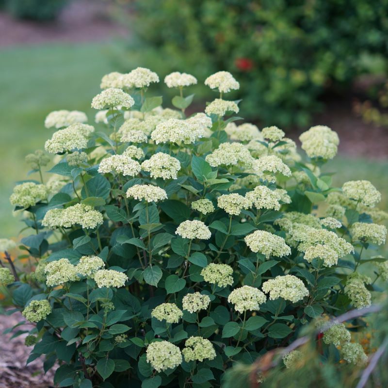 Invincibelle Sublime Hydrangea in the landscape