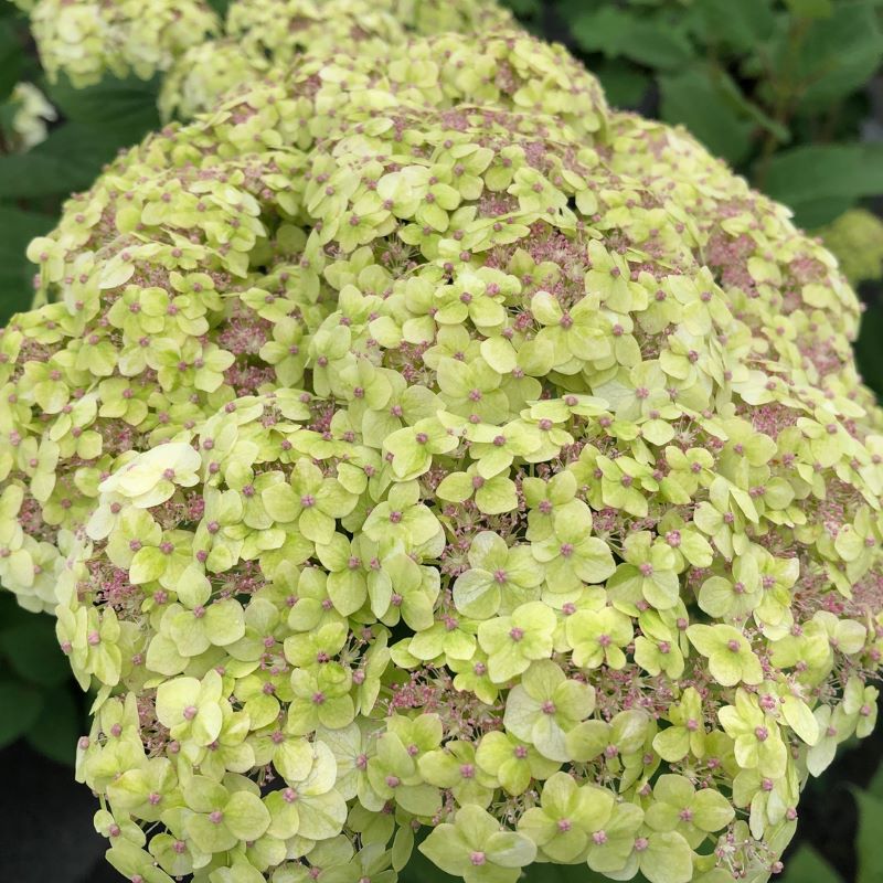 Invincibelle Sublime Hydrangea flower close-up