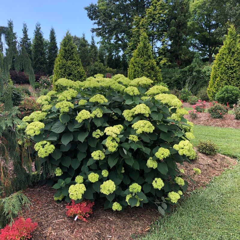 Invincibelle Sublime Hydrangea foliage and stems
