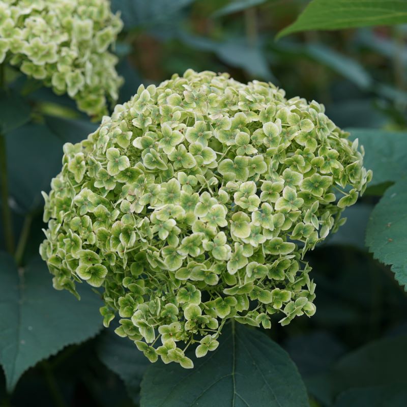 Invincibelle Sublime Hydrangea lime-green and pink blooms