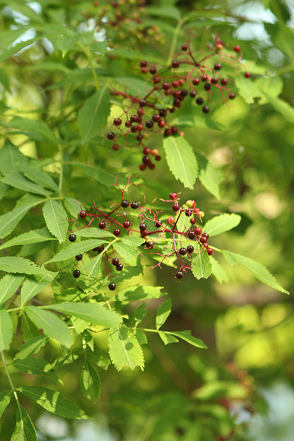 American Elder