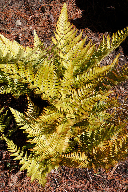 Brilliance Autumn Fern (#1)