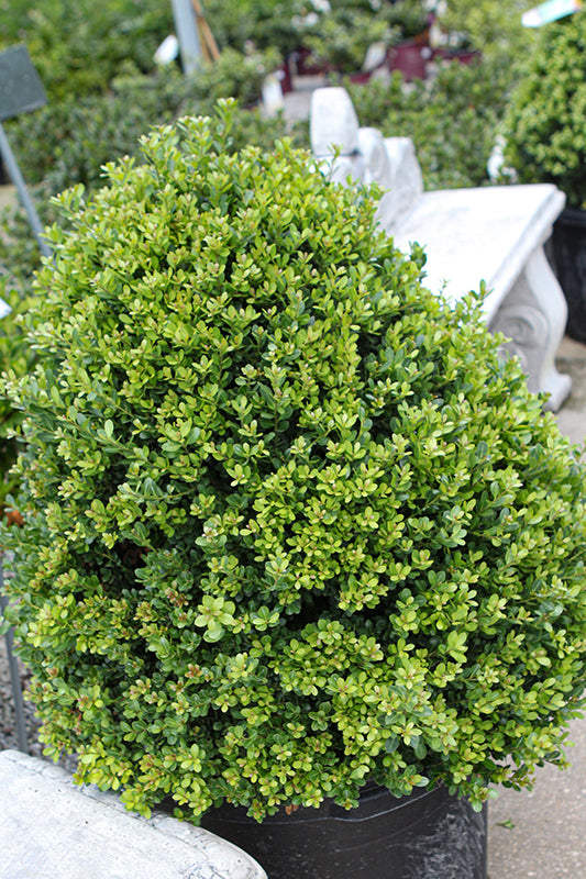 Compact-Japanese-Holly