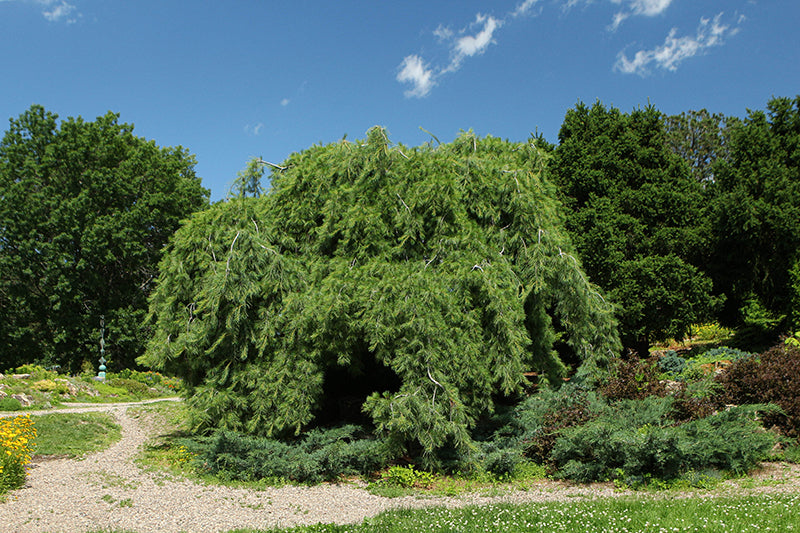 Weeping-White-Pine