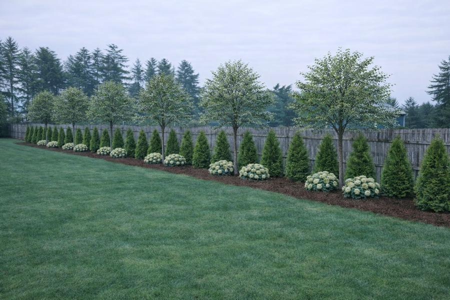Lawn with a row of trees and shrubs in front of a wooden fence.