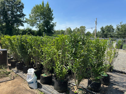 California Privet (Fast Growing, Privacy Hedge)
