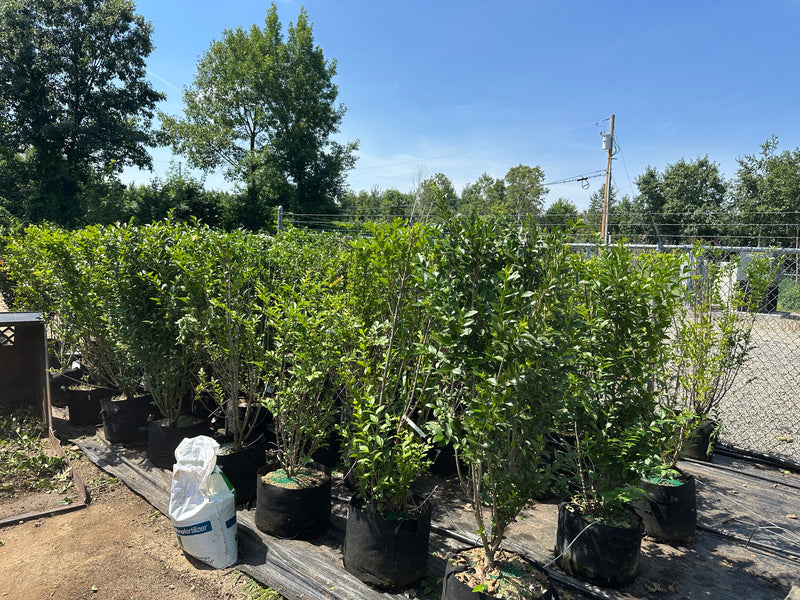 California Privet (Fast Growing, Privacy Hedge)